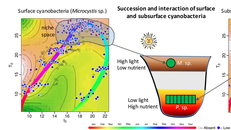Succession and interaction of surface and subsurface cyanobacterial blooms in oligotrophic/mesotrophic reservoirs: a case study in Miyun Reservoir